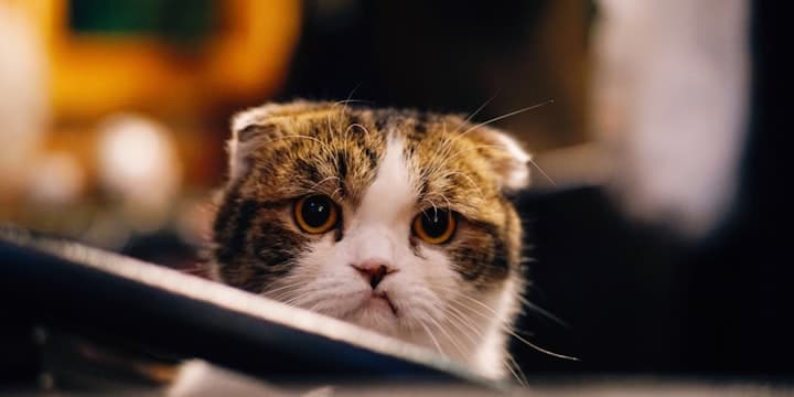 Schimmel an der Wand – typischer Mietmangel